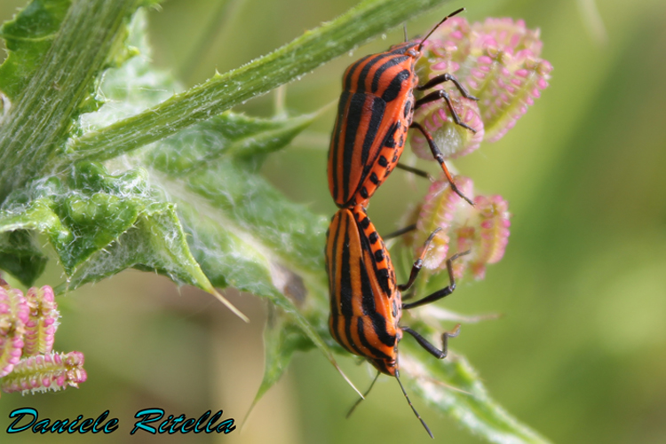 Graphosoma lineatum italicum in accoppiamento???